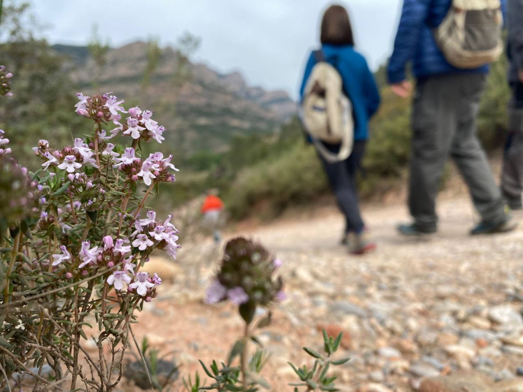 Planta de farigola en primer pla i en segon pla uns participants de l'excursió