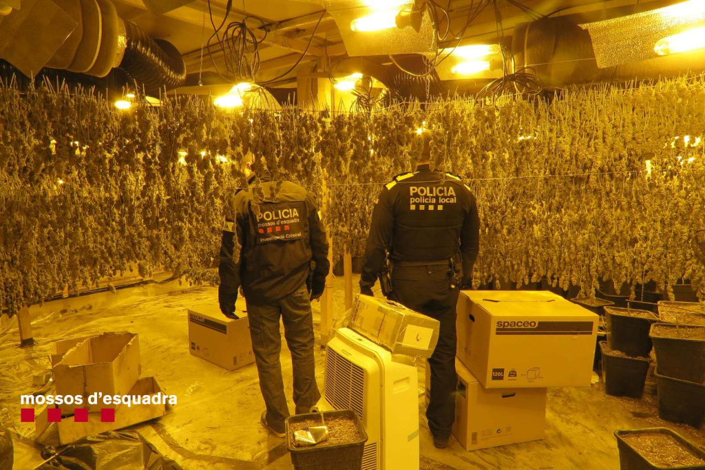Policia local en una plantació de marihuana en un soterrani d'una nau industrial