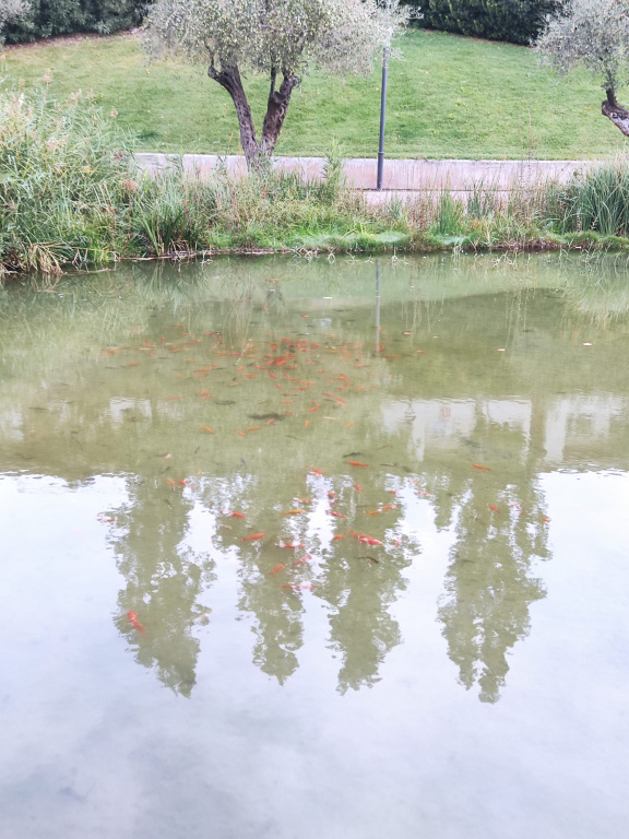 Carpins de colors alliberats als peixos al llac municipal