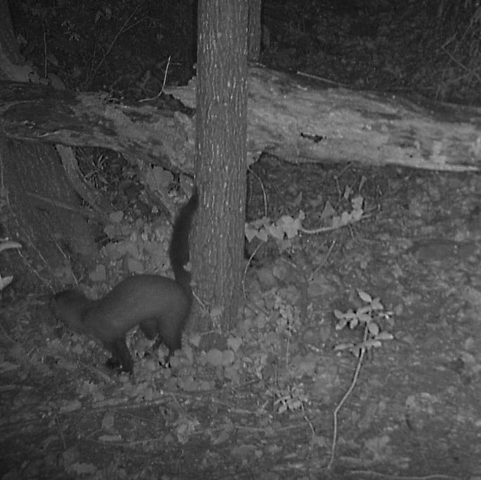 Captura de fotografia nocturna d'una fagina