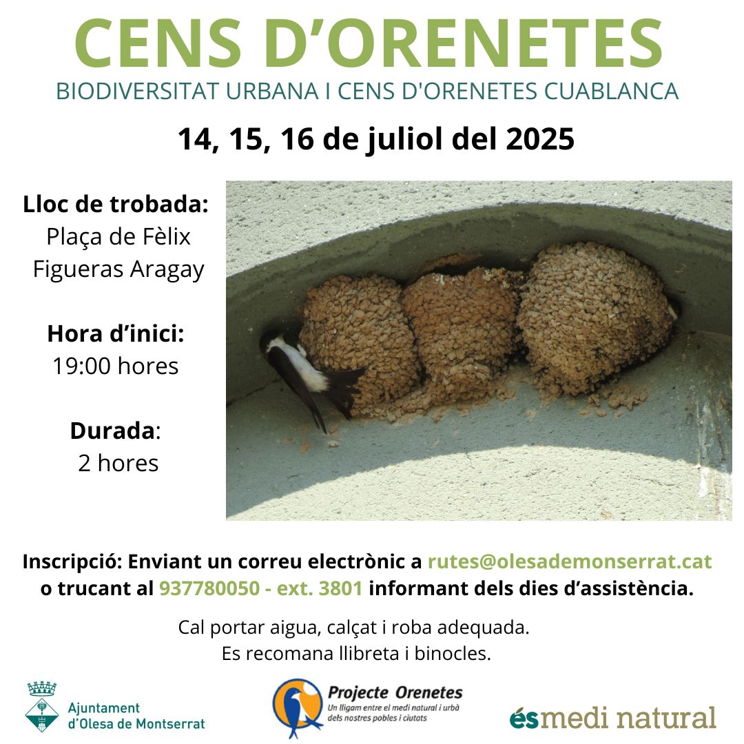 Cartell del cens d'orenetes 2025