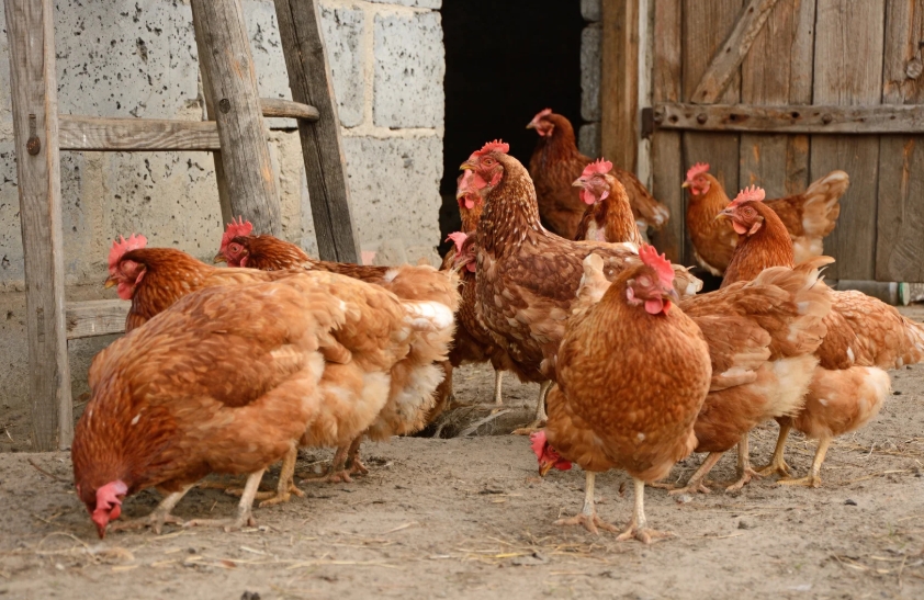 Imatge genèrica de gallines