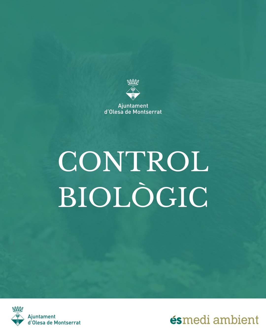 Cartell control biològic: batuda de porc senglar.