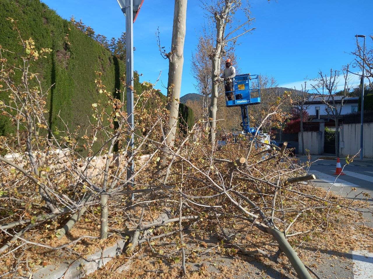 Foto_treballs d'esporga 2026