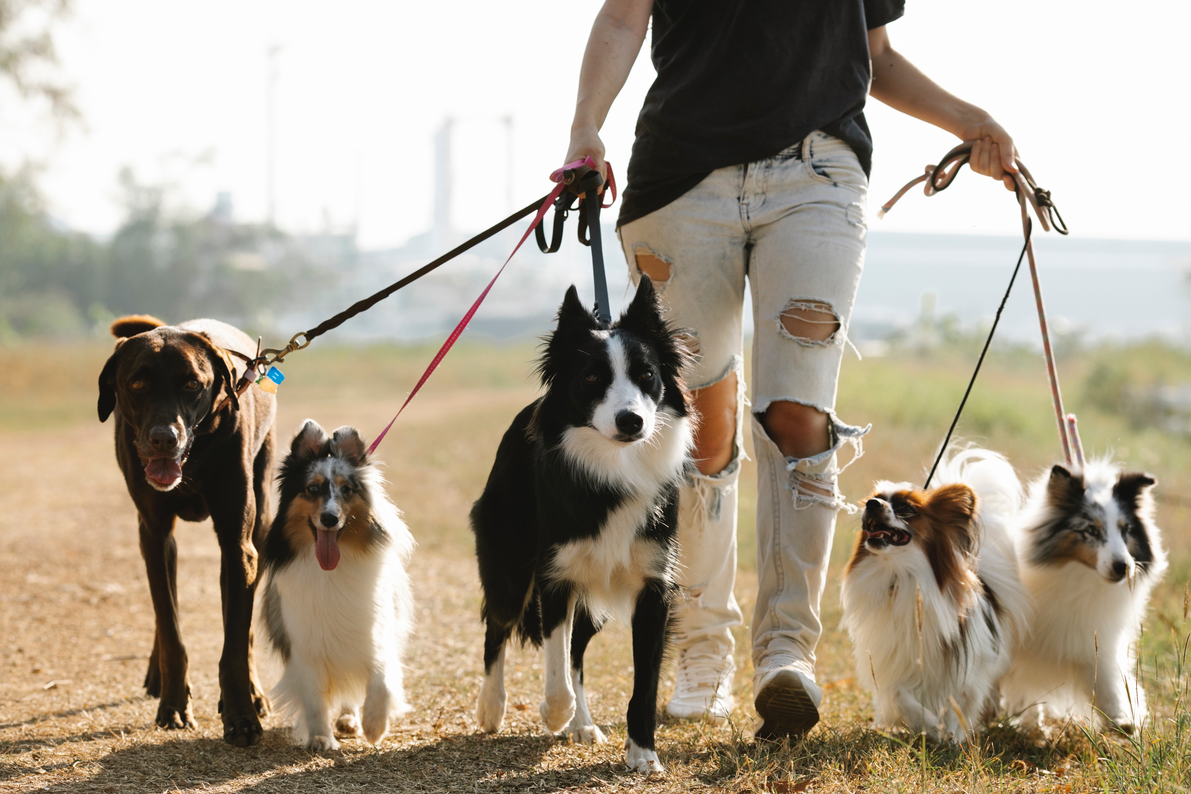 Gestió administrativa dels animals de companhyia